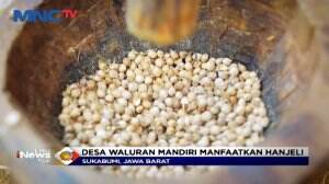 Olahan Biji Hanjeli Dapat Menjadi Pengganti Nasi