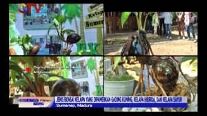 Budidaya Bonsai Kelapa Dipamerkan Oleh Para Pecinta Seni Bonsai