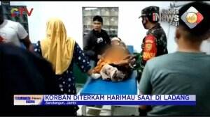 Harimau Terkam Warga