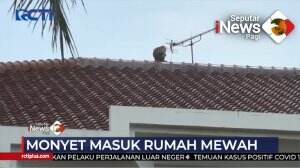 Monyet Masuk Rumah Mewah Warga