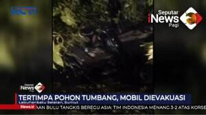 Tewas Tertimpa Pohon Tumbang