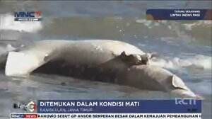 Hiu Tutul Mati Terdampar