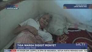 Teror Monyet Liar