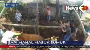 Sapi Limousin Masuk Siumur