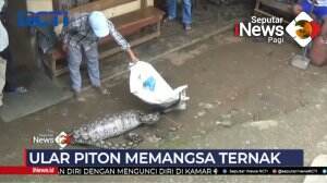 Seekor Ular Piton Ditangkap Warga