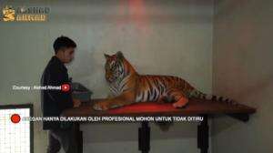 Irfan Jenguk Harimau Jinora Milik Alshad