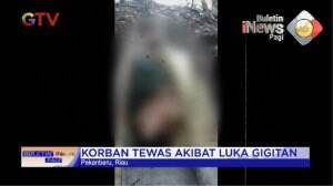 Pria di Riau Tewas Diterkam Harimau