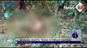 Seorang Wanita di Riau Tewas Diterkam Harimau