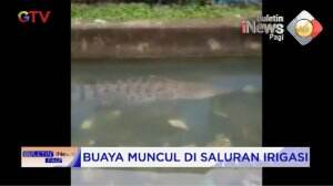 Heboh Buaya Muncul Di Saluran Irigasi