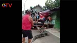 Buaya Muara Masuk Rumah Warga