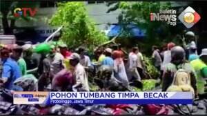 Pohon Tumbang Timpa Becak