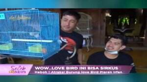 Love Bird Irfan Hakim Bisa Sirkus