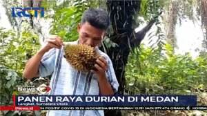 Panen Raya Durian di Langkat, Sumatera Utara