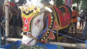 Kontes Sapi Ternak