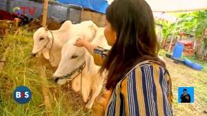 Tips Memilih Hewan Qurban
