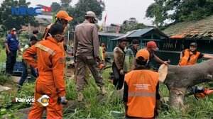 Angin Kencang Membuat Sebuah Pohon Tumbang Dan Menimpa Makam