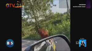 Orangutan Menyebrang Jalan