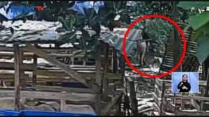 Maling Kambing Terekam CCTV
