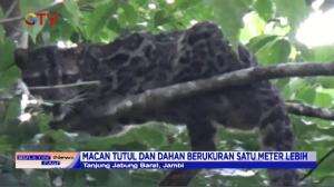 4 Ekor Macan Masuk Ke Perkebunan Warga di Jambi
