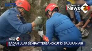 Evakuasi Ular Sanca Sepanjamg 5 Meter