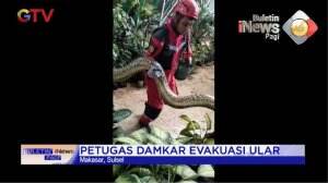 Piton 8 Meter di Atas Plafon