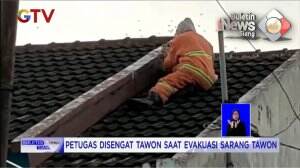 Damkar Disengat Tawon