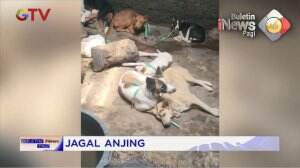 Jagal Anjing