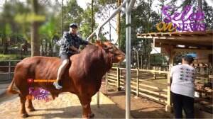 Sapi Jumbo Khusus Persembahan Irfan Hakim