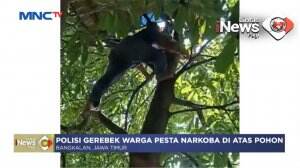 Pesta Sabu di Atas Pohon