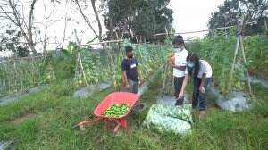 Melihat Langsung Kebun Timun Yang Begitu Luas - HSB Eps. 100