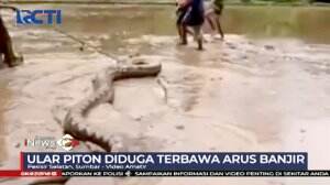 Warga Tangkap Ular Piton Raksasa di Sawah