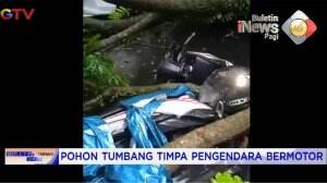 Pohon Tumbang Menimpa Pengendara Motor