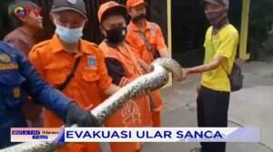 Evakuasi Ular Sanca di Cakung