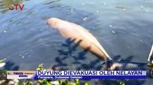 Mamalia Laut "Duyung" Terdampar