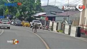 Kerbau Mengamuk, Warga Kocar-Kacir