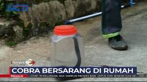 Seekor Ular Cobra Bersarang di Rumah Warga