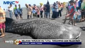 Hiu Tutul Terdampar Dan Telah Mati