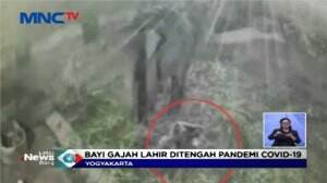 Bayi Gajah Lahir Ditengah Pandemi Covid - 19