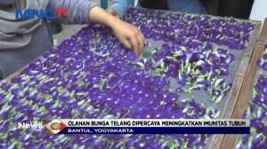 Dibalik Manfaat Olahan Bunga Telang