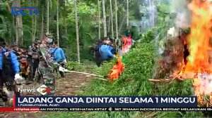 BNN Kembali Musnahkan Ladang Ganja 5 Hektar di Lhokseumawe