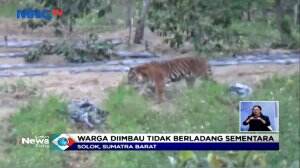 Dua Ekor Harimau Sumatera Masuk Ladang Milik Warga di Solok, Sumatera Barat