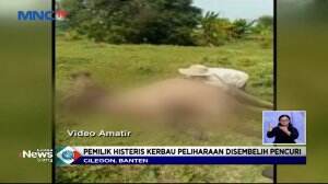 Pemilik Menangis Histeris, 9 Kerbau Dimaling Secara Sadis