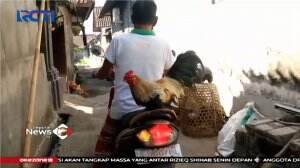 Aksi Unik Ayam Naik Motor