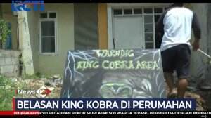 Belasan Warga Perumahan Bekasi Timur Berencana Mengungsi Karena Menemukan Belasan Ular Cobra