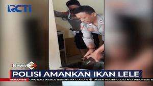 Heboh Ikan Lele Berukuran Jumbo Masuk Ke Mapolsek