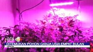 Tanam Ganja HIdroponik Dalam Rumah
