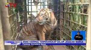 Waga Kab. Solok Sumatera Barat Tangkap Anak Harimau