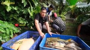 Ikan Kesayangan Irfan Hakim Mati Masal