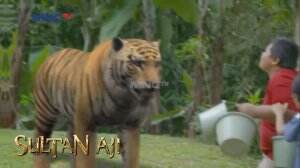 Sultan Bingun Liat Dua Harimau Bertarung di Hutan - Sultan Aji Eps. 6
