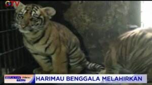 Harimau Benggala Melahirkan di Kebun Binatang Seruling Mas Semarang
